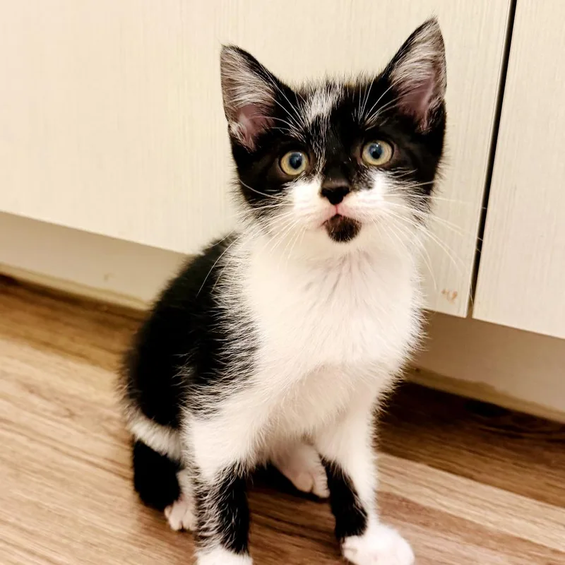 A baby small-sized male Black Domestic Short Hair cat named Twix for adoption in Houston, TX