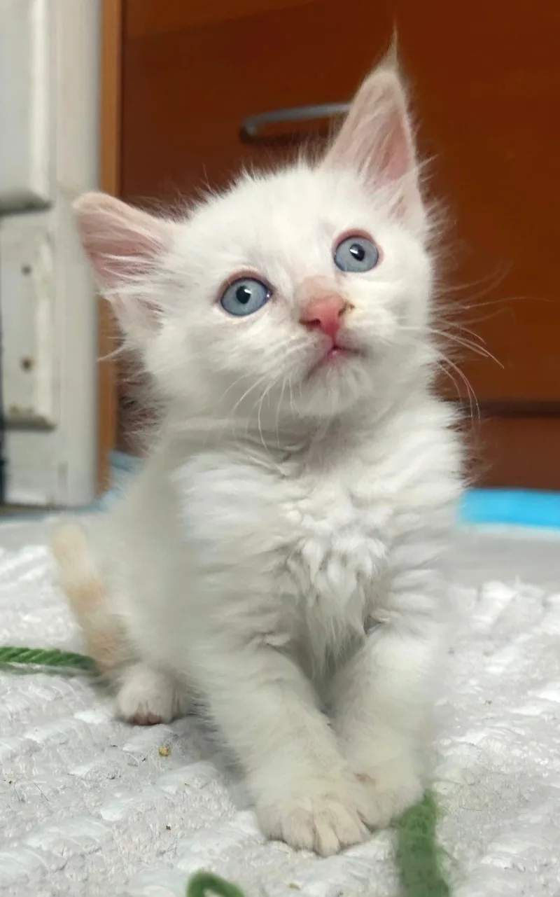 A baby medium-sized female Buff / Tan / Fawn Siamese cat named Flame for adoption in Campbell, CA