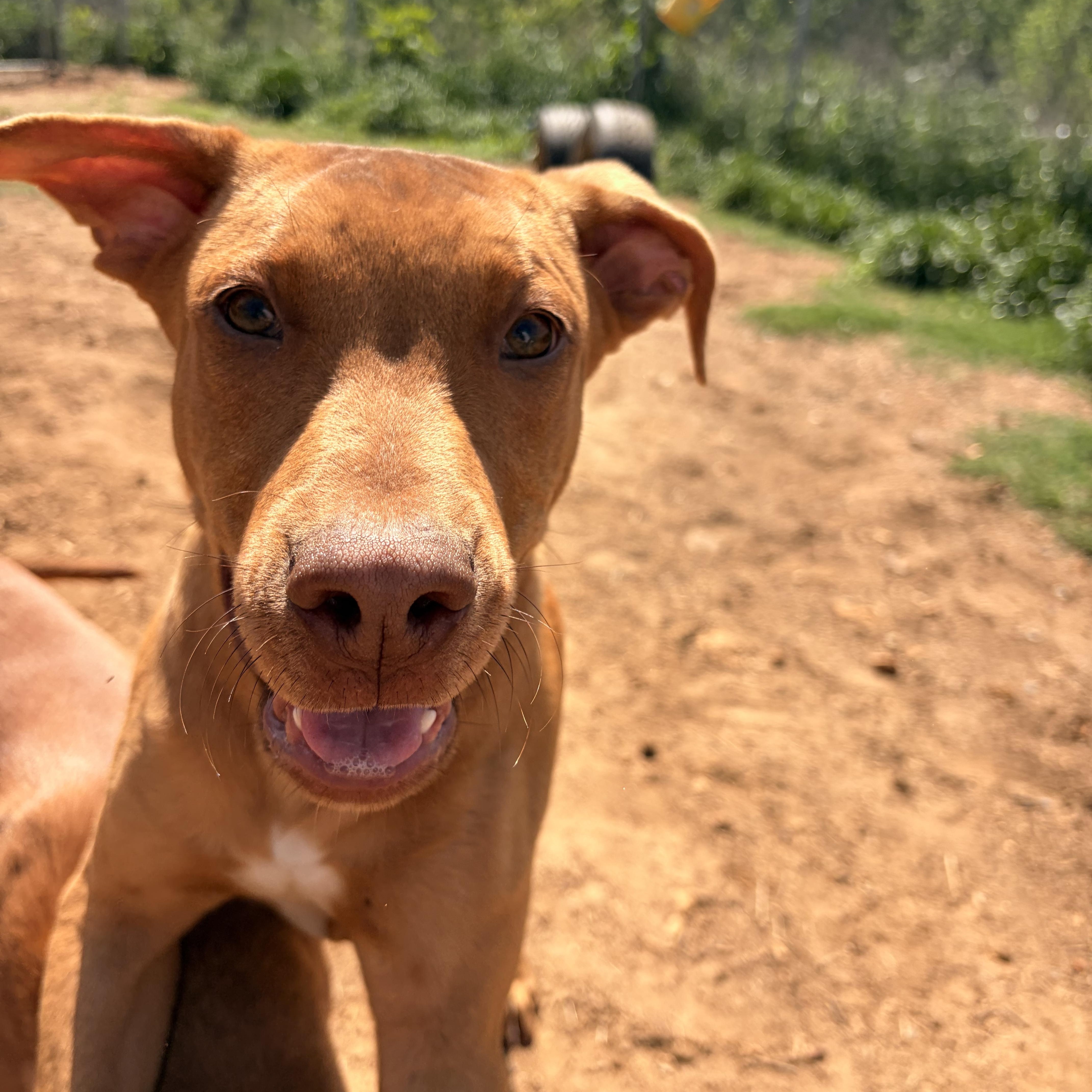 A young large-sized male Mountain Cur dog named Reed for adoption in Melbourne, AR