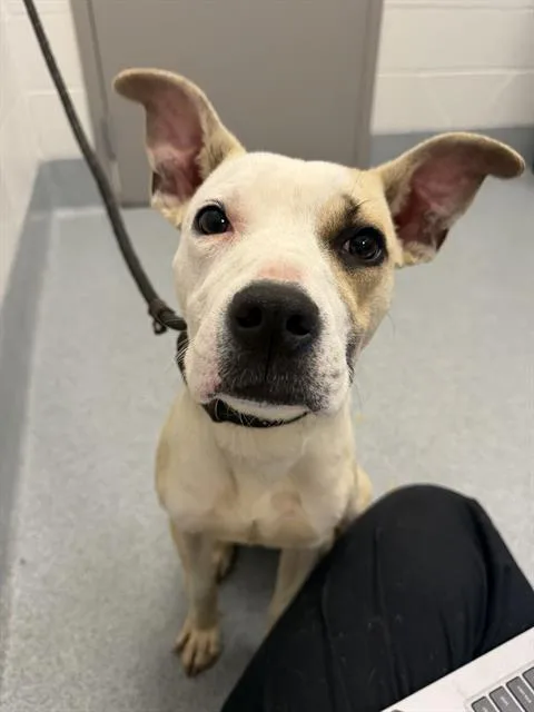 A young small-sized female American Staffordshire Terrier dog named Winter for adoption in Indianapolis, IN