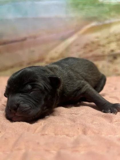 A baby small-sized female Terrier dog named Jamila for adoption in San Antonio, TX