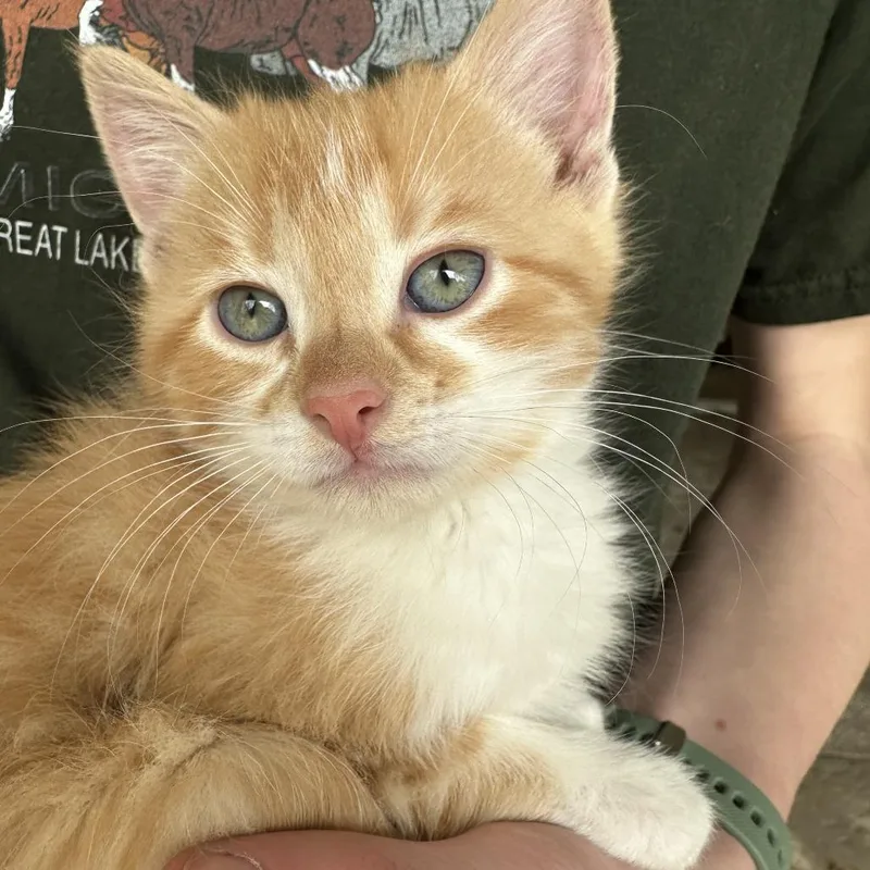 A baby small-sized male Orange / Red Domestic Medium Hair cat named Marmalade for adoption in Grand Rapids, MI