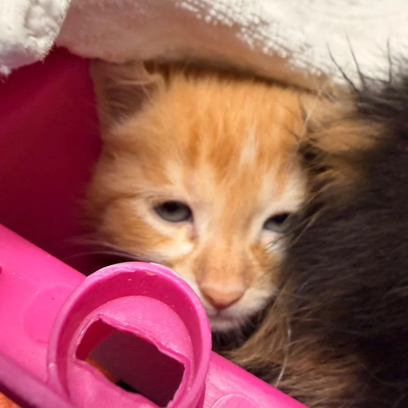Marmalade thumbnail 2