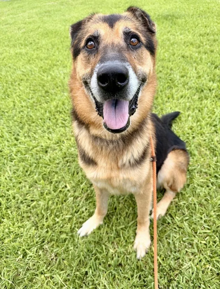 An adult large-sized male Tricolor (Brown, Black, & White) Shepherd dog named Summit for adoption in Brookshire, TX