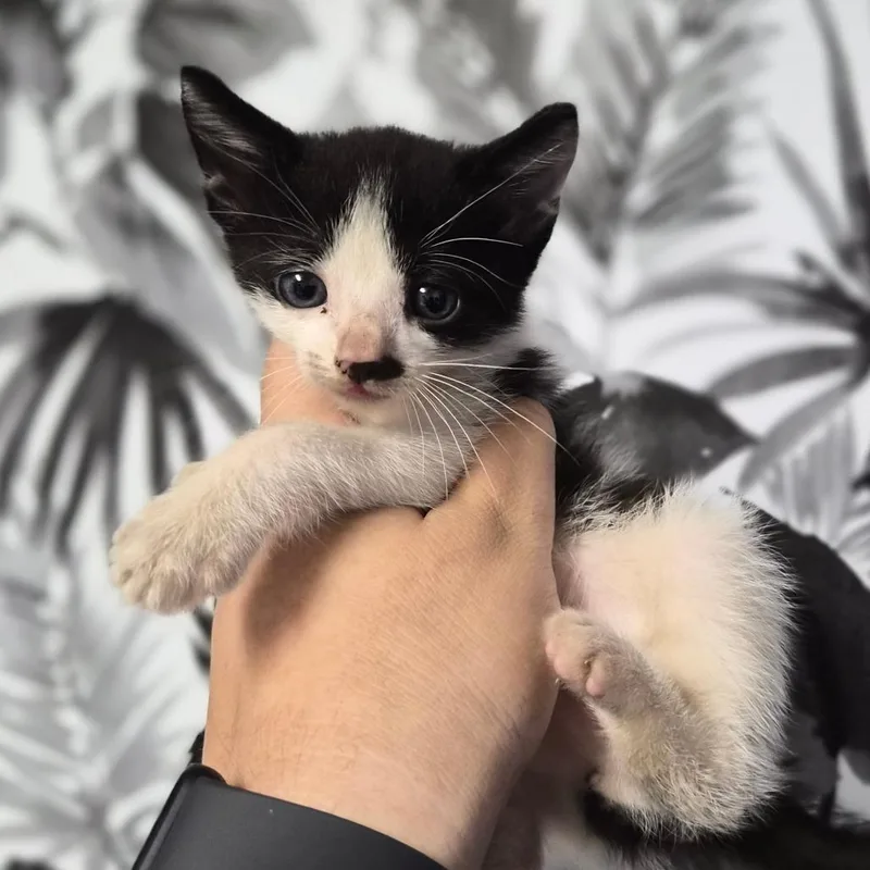 A baby small-sized male Black Domestic Short Hair cat named Penguin for adoption in Wahiawa, HI