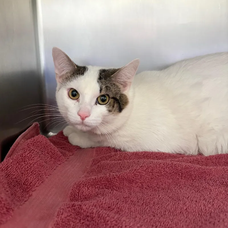 An adult large-sized male White Domestic Short Hair cat named Greg for adoption in Council Bluffs, IA