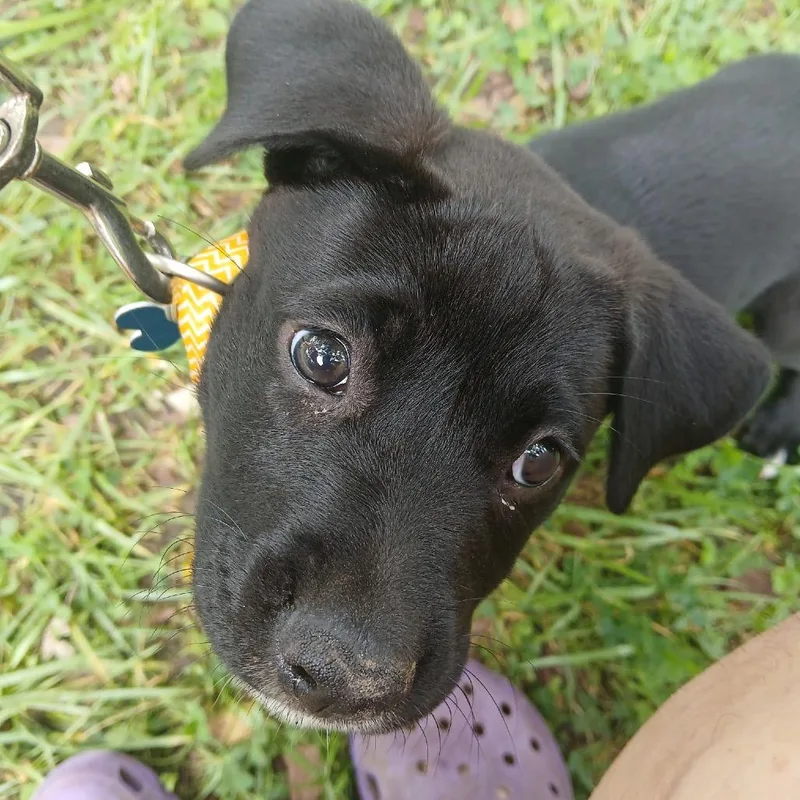 A baby medium-sized female Labrador Retriever dog named Coco for adoption in Farmersville, OH