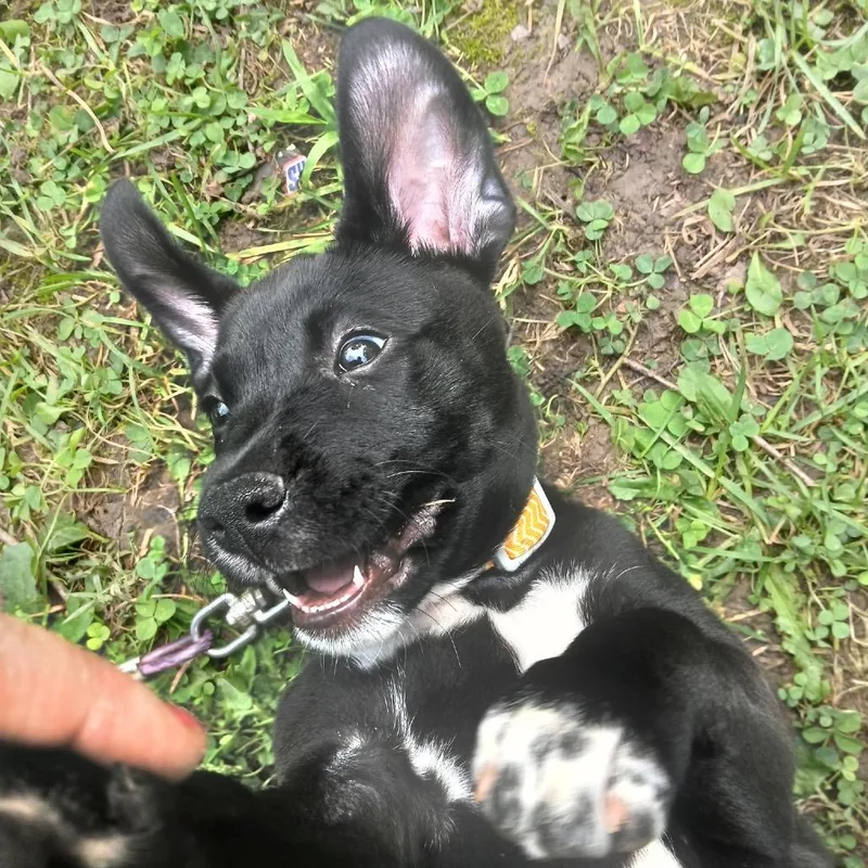 Coco thumbnail 3