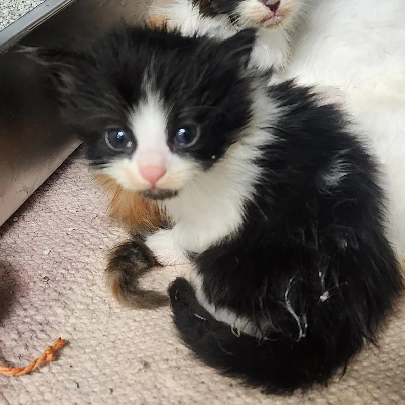 A baby small-sized male Black Domestic Short Hair cat named S'More for adoption in Evensville, TN