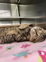 An adult medium-sized male Tabby (Brown / Chocolate) Domestic Medium Hair cat named Bill for adoption in Manitowoc, WI