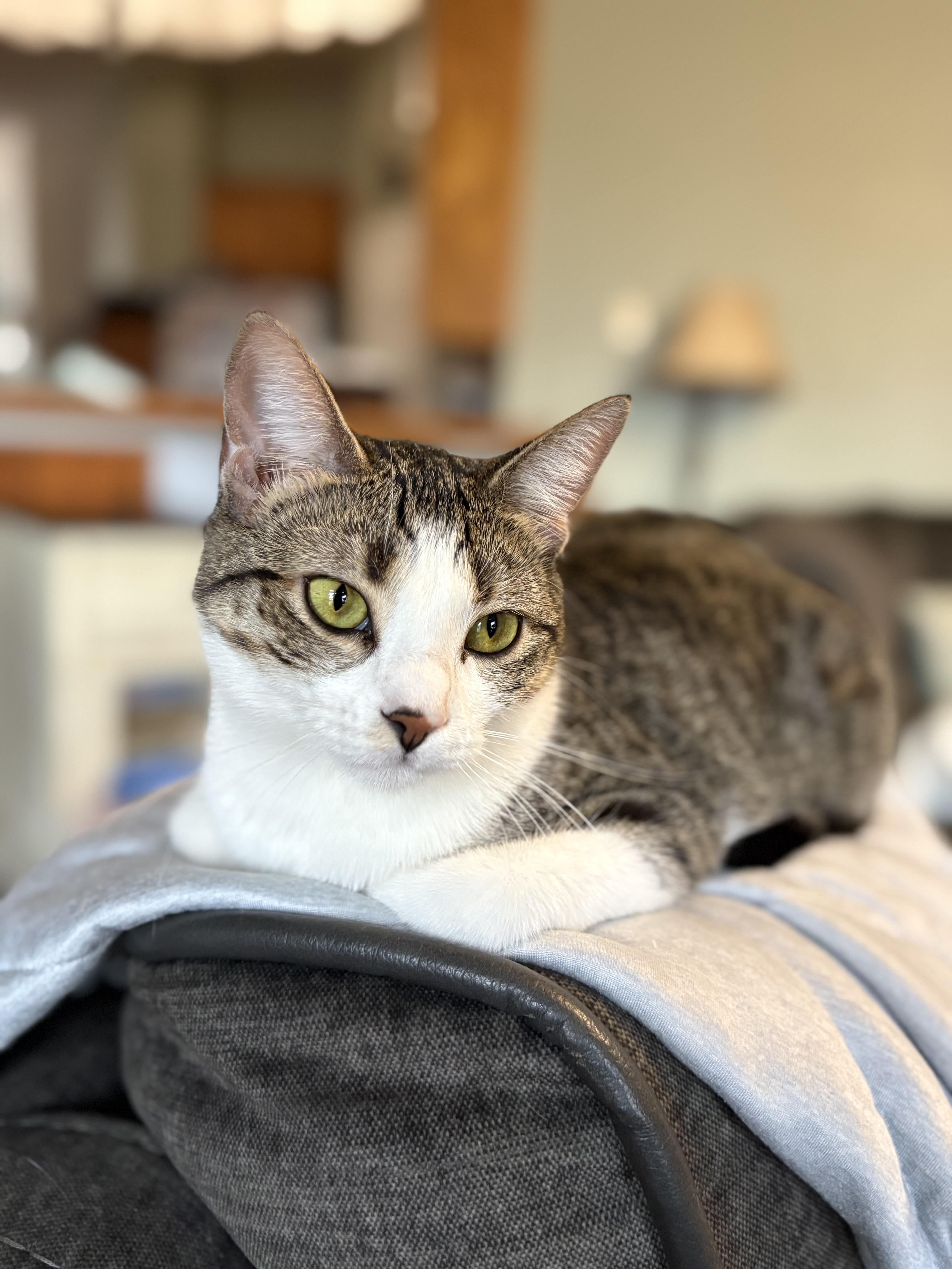 A young medium-sized female Tabby cat named Kiwi for adoption in Keller, TX