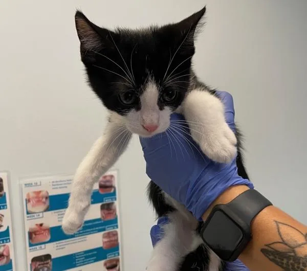 A baby small-sized male Domestic Short Hair cat named Orion for adoption in El Cajon, CA