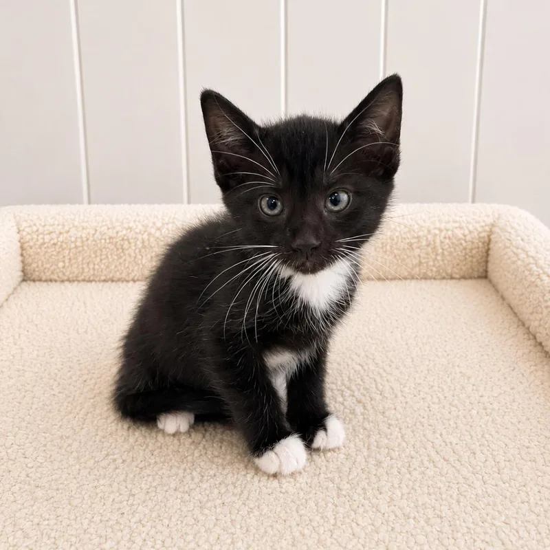 A baby small-sized female Black Domestic Short Hair cat named Evelyn for adoption in Redwood Falls, MN