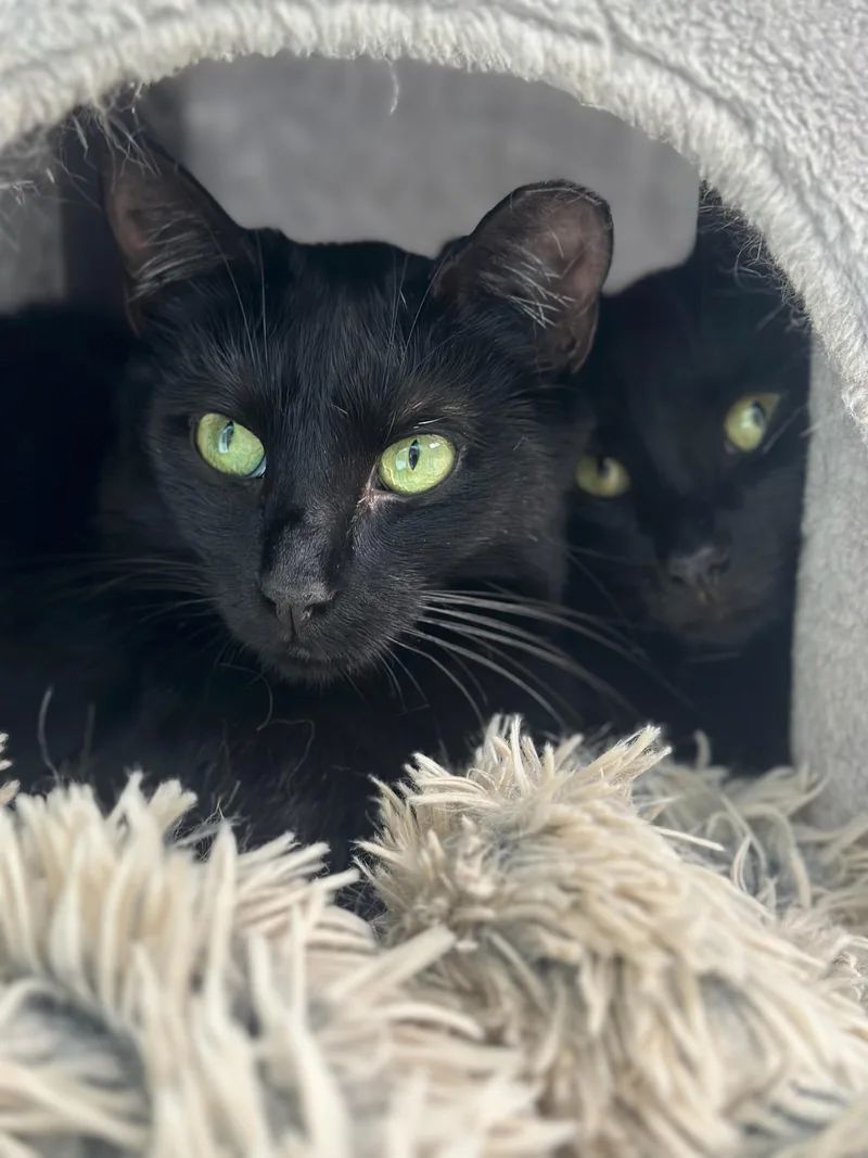 A young medium-sized female Black Domestic Short Hair cat named Nutmeg for adoption in Queenstown, MD