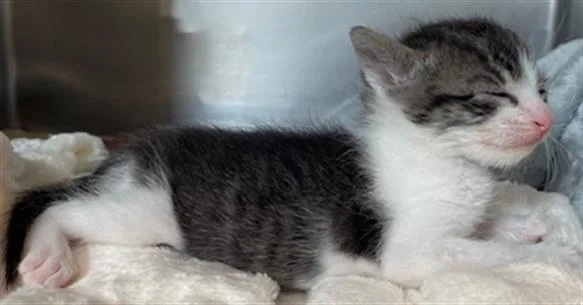 A young small-sized female Domestic Short Hair cat named Ella for adoption in Riverside, CA