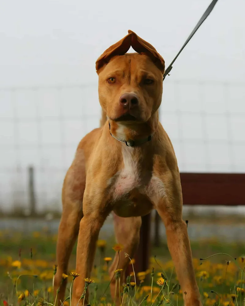 Igor Aka "iggy" thumbnail 4