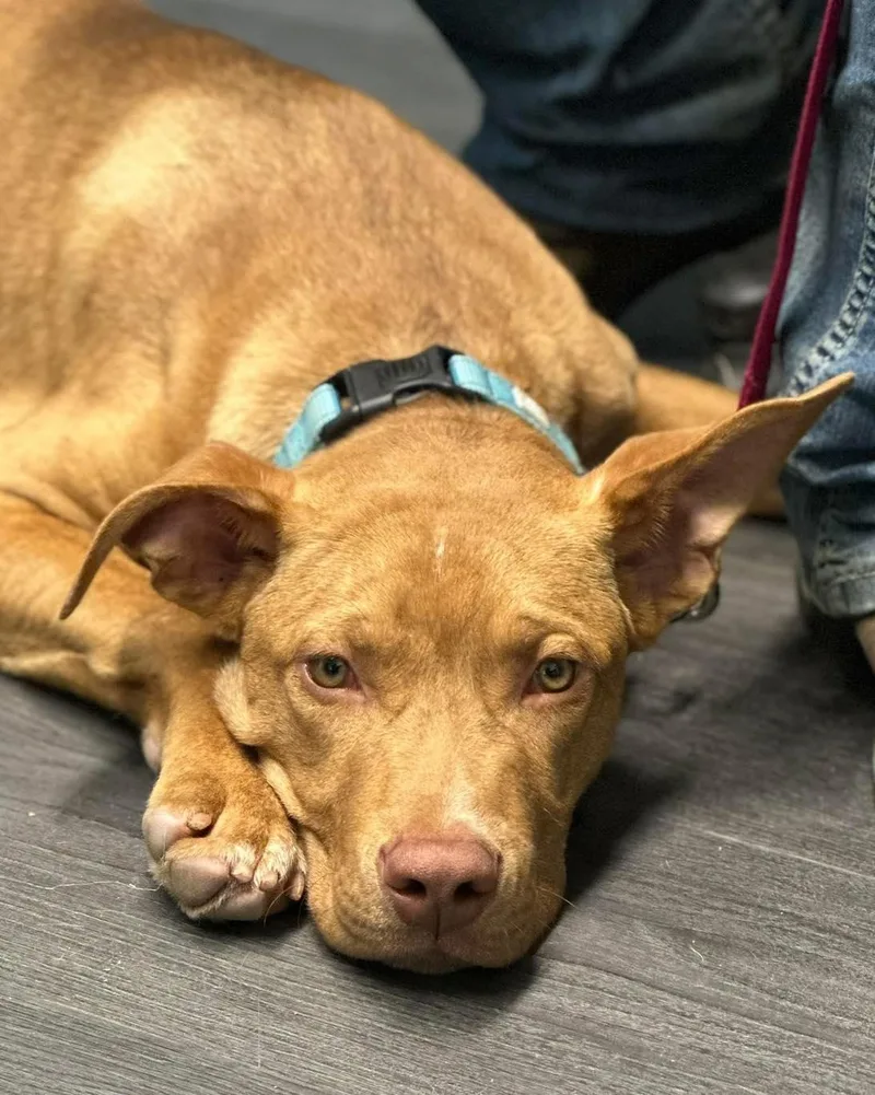 Igor Aka "iggy" thumbnail 5