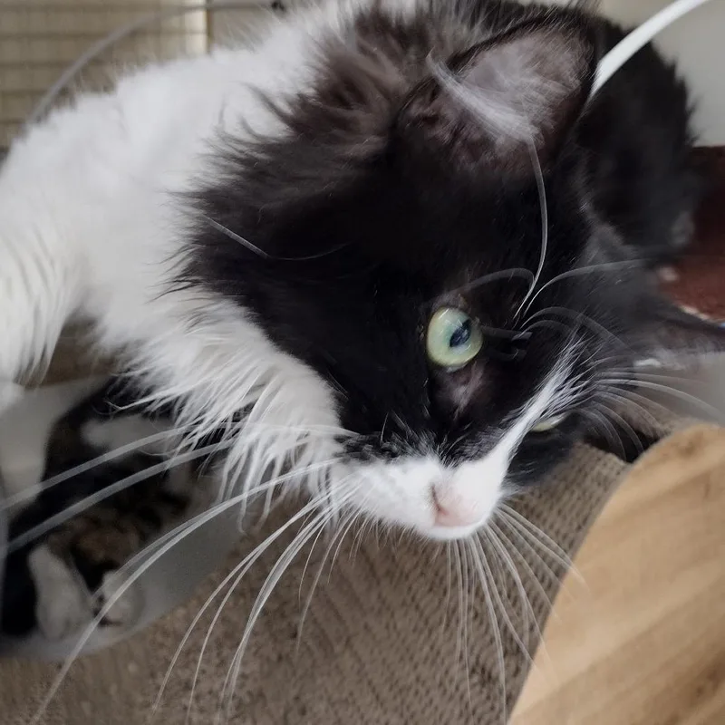 An adult small-sized female Black Domestic Long Hair cat named Ruby for adoption in Meridian, ID