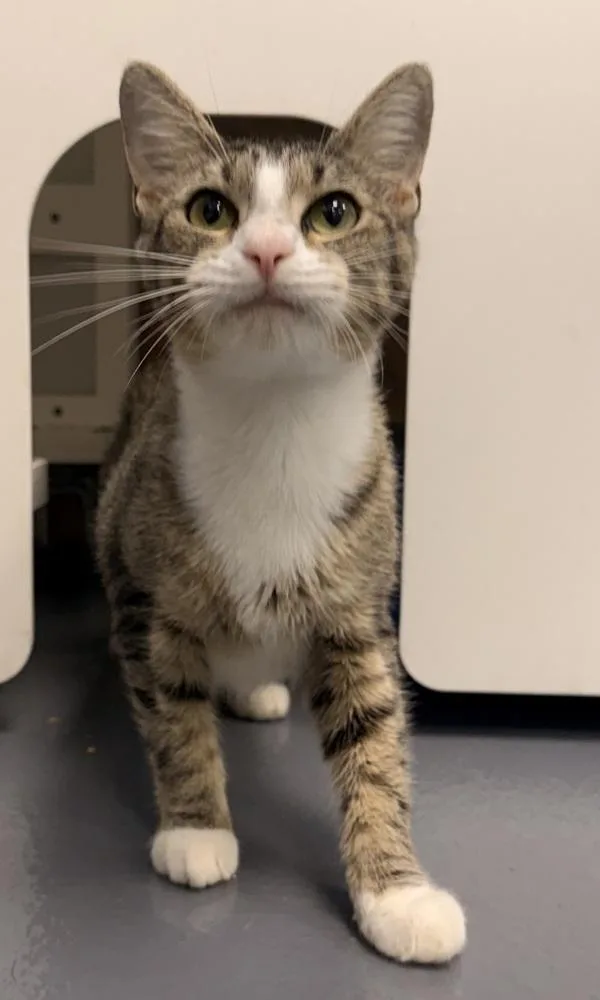 A young medium-sized female Domestic Short Hair cat named Georgina for adoption in Canton, GA