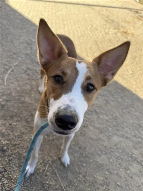 A young medium-sized female Collie dog named Wendy for adoption in Las Vegas, NV