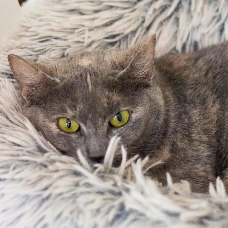A young medium-sized female Domestic Short Hair cat named Autumn for adoption in Cumming, GA