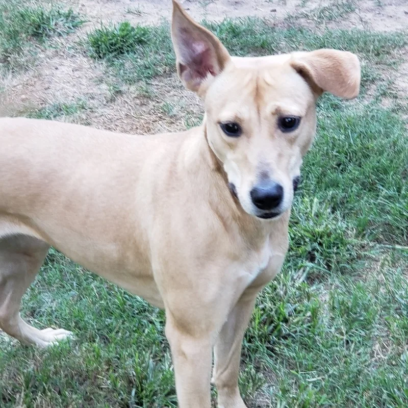 An adult medium-sized female Yellow / Tan / Blond / Fawn Labrador Retriever dog named Ditto for adoption in Houston, TX