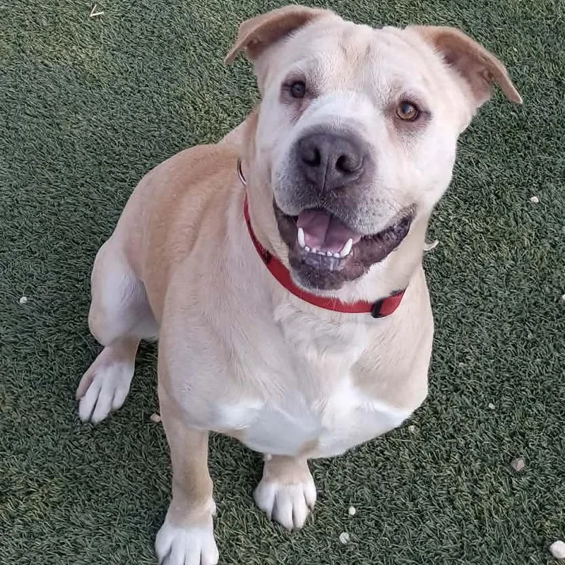 An adult small-sized male Yellow / Tan / Blond / Fawn Shar-Pei dog named Rascal for adoption in Lenoir, NC