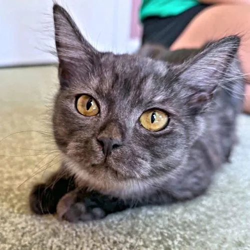 A young medium-sized female Gray / Blue / Silver Domestic Medium Hair cat named Thunder for adoption in Rutherfordton, NC