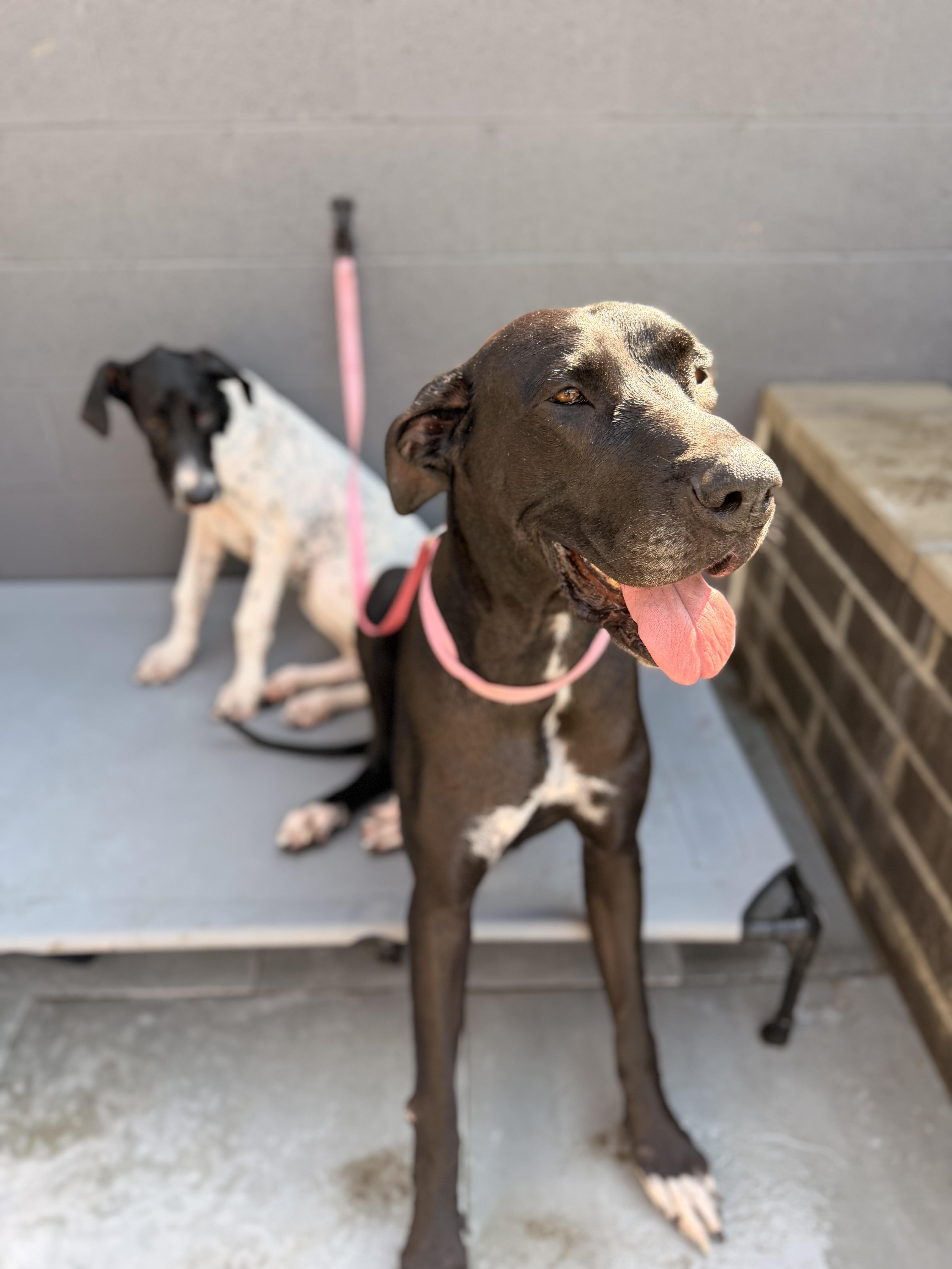 An adult extra large-sized female Great Dane dog named Dolly for adoption in Long Beach, CA