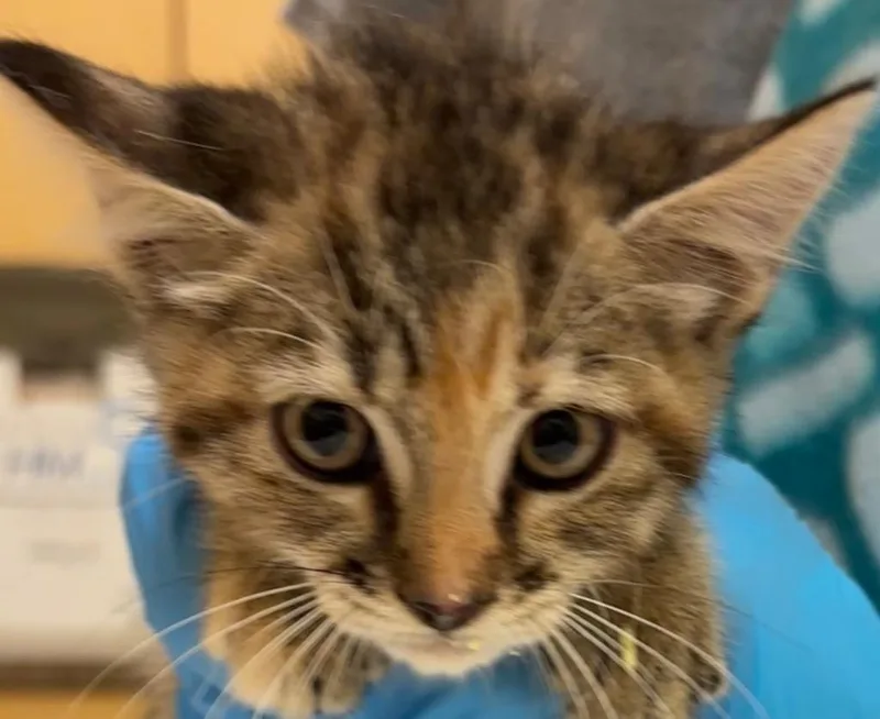 A young medium-sized female Domestic Short Hair cat named Rory for adoption in Elizabethton, TN