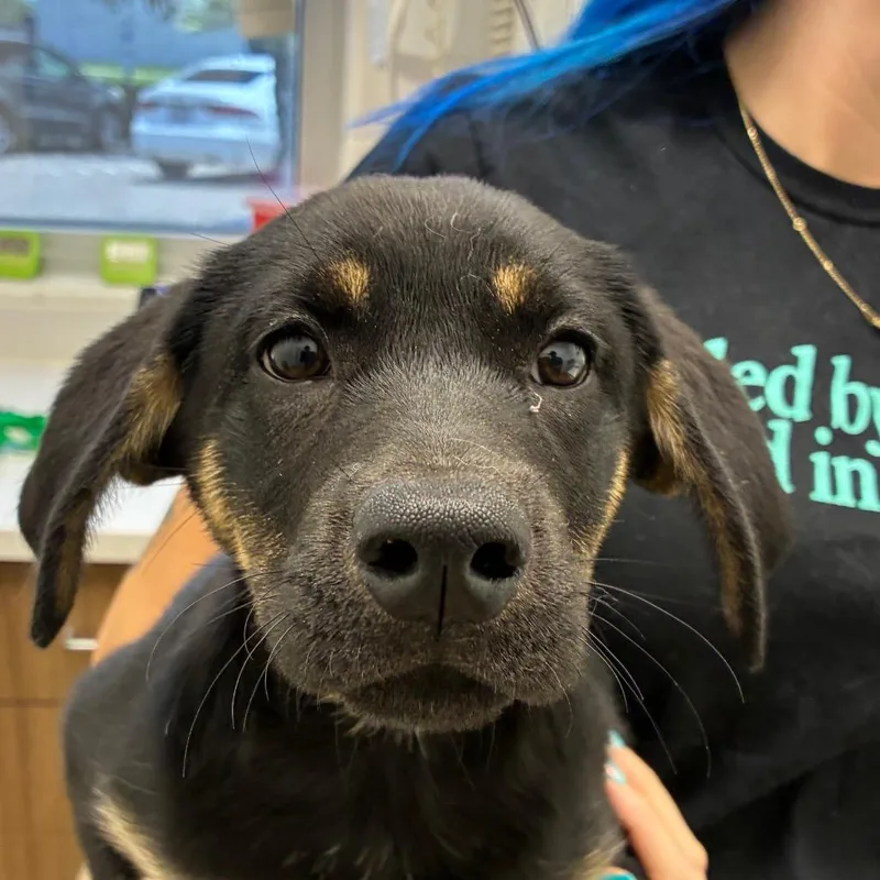 A baby small-sized female Black Shepherd dog named Mira for adoption in Corpus Christi, TX