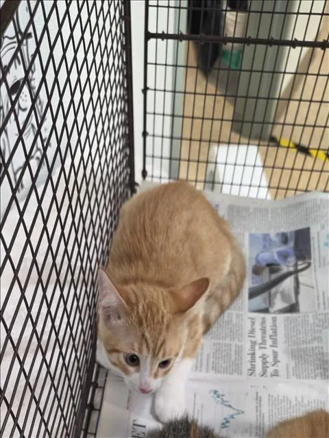 A baby small-sized female Domestic Short Hair cat named Katie for adoption in San Pedro, CA