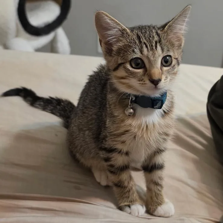 A baby small-sized female Brown / Chocolate Domestic Short Hair cat named Blessing for adoption in Springfield, IL