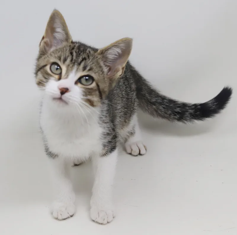 A baby small-sized male White Turkish Van cat named Conrad Is A Teeny for adoption in Bedford Hills, NY