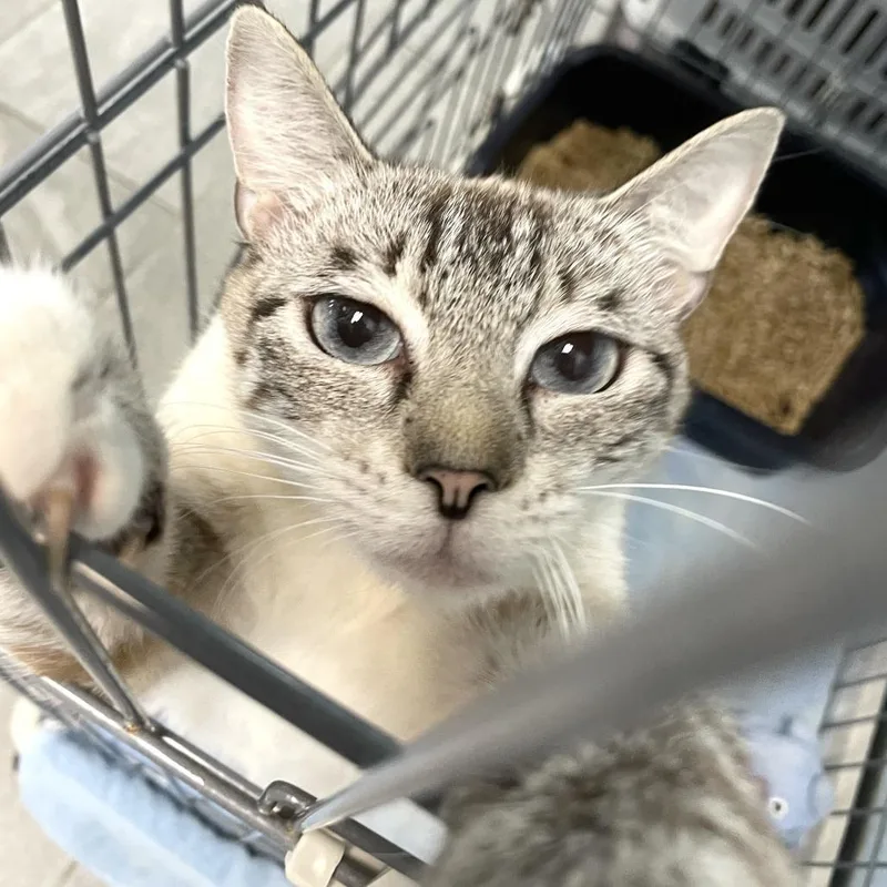 An adult medium-sized female Cream / Ivory Domestic Short Hair cat named Lucky Charm for adoption in Carencro, LA