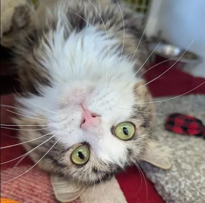 Normal