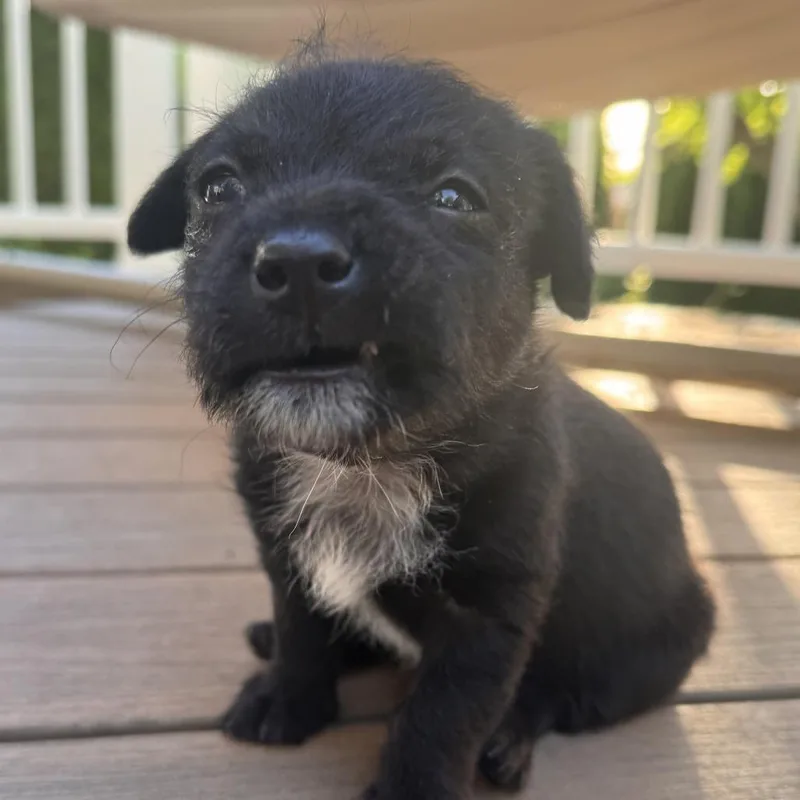 Kai