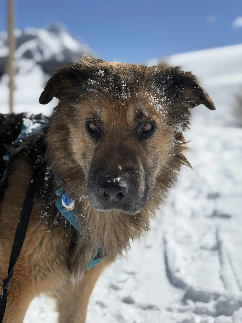 An adult medium-sized male Bicolor German Shepherd Dog dog named Bear for adoption in Saratoga Springs, NY