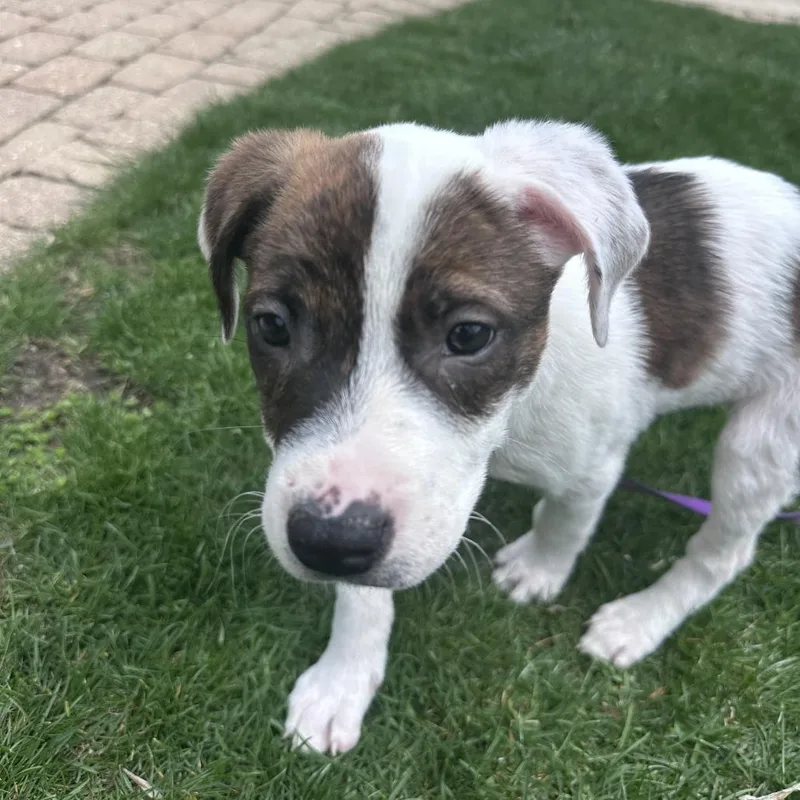 A baby medium-sized female White / Cream Collie dog named Olivia for adoption in South Elgin, IL