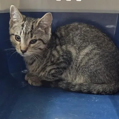 A baby small-sized male Domestic Short Hair cat named Aladdin for adoption in Voorhees, NJ