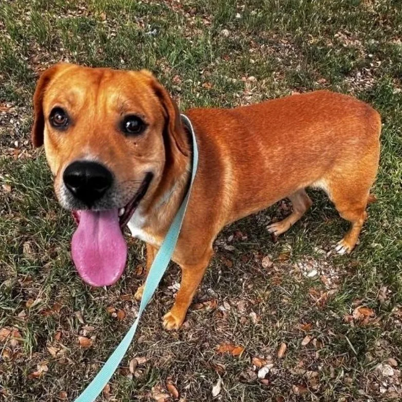 A young large-sized male Golden Golden Retriever dog named Rufus for adoption in Longview, TX
