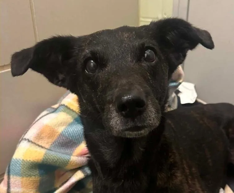 An adult medium-sized female Black Mixed Breed dog named Liberty MEDICAL HOLD for adoption in Millfield, OH