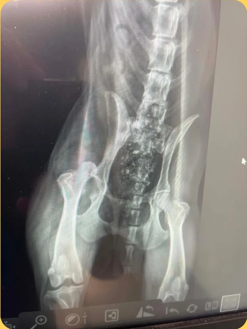 Liberty MEDICAL HOLD thumbnail 2