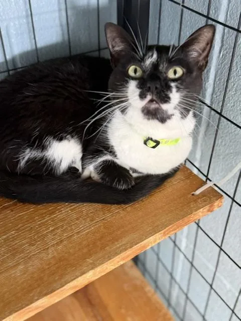 An adult medium-sized female Domestic Short Hair cat named Scarlett for adoption in Bryan, OH