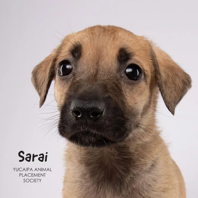 A baby medium-sized female Yellow / Tan / Blond / Fawn Shepherd dog named Sarai for adoption in Yucaipa, CA