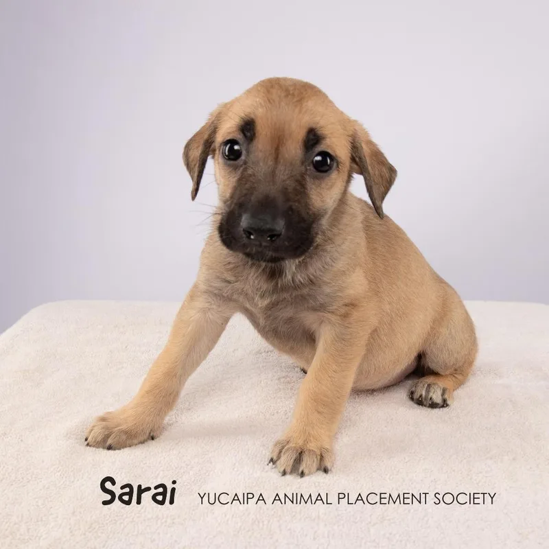Sarai thumbnail 2