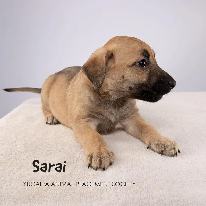 Sarai thumbnail 3
