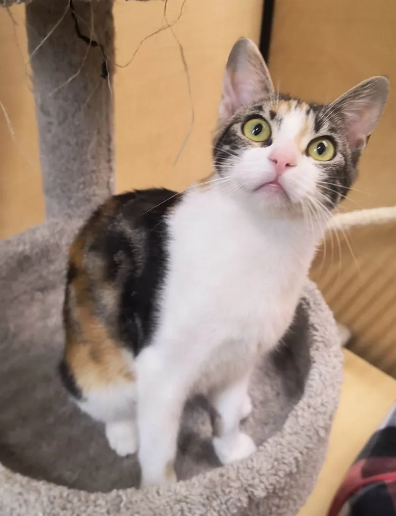 A young medium-sized female Calico cat named Tuktirey for adoption in HEMET, CA