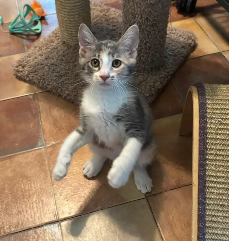 A baby small-sized female Domestic Medium Hair cat named Lady Finger for adoption in Magnolia, TX