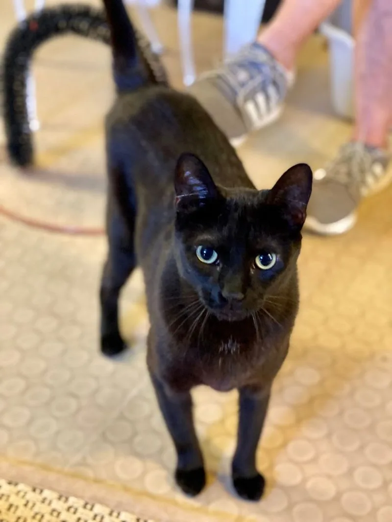An adult medium-sized female Black Domestic Short Hair cat named Mary for adoption in Phoenix, AZ